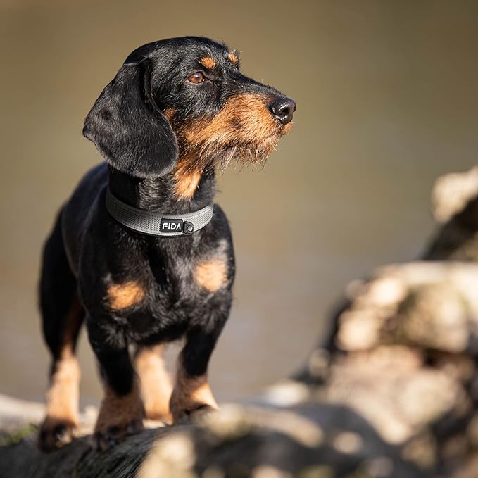 Fida Heavy Duty Dog Collar, Ultra Comfortable Soft Neoprene Padded, Adjustable Reflective Nylon Pet Collar with Durable Metal Belt Buckle for Medium Breeds (M, Grey)