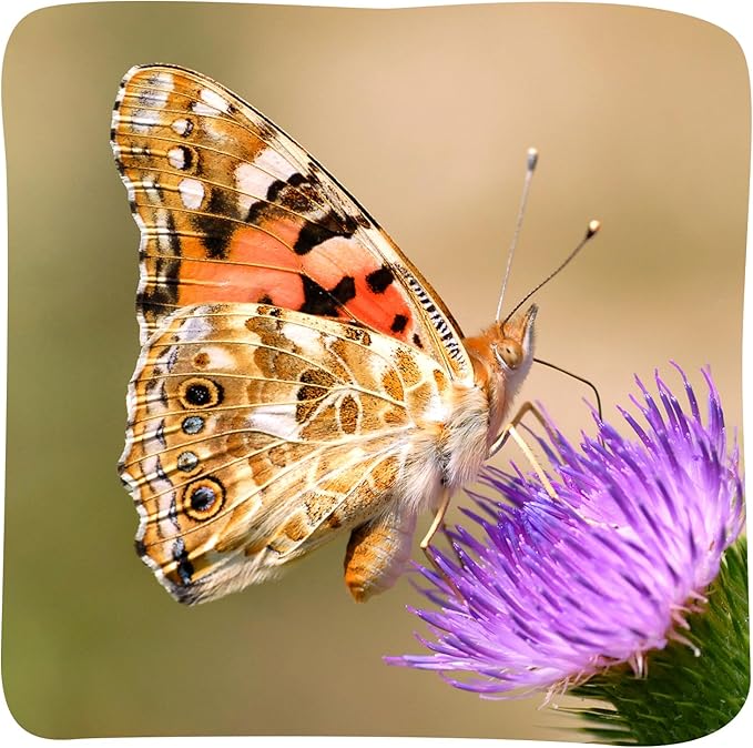 Insect Lore Butterfly Garden with 5 Live Baby Caterpillars - STEM Activity Journal, Habitat, Chrys-A-Lid Holder and Feeder Included | Raise and Release Painted Lady Butterflies