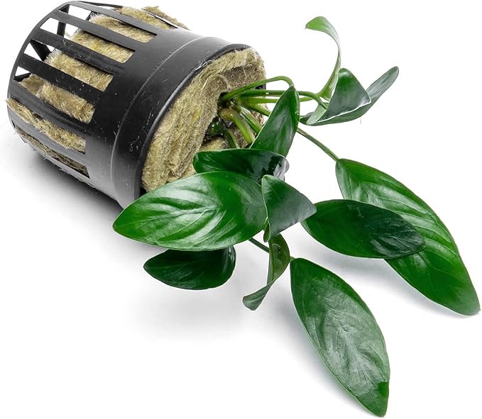Anubias Live Aquarium Plants - Potted Freshwater Plant for Fish Tanks, Terrariums - Beginner Friendly Low Light (Congensis Mini, 5 Pots)