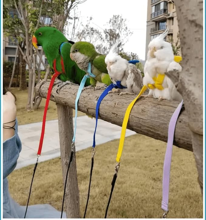 Pet Parrot Bird Harness Leash Adjustable Bird Flying Harness Traction Rope with Cute Wing for Parrots Pigeons Budgerigar Lovebird Cockatiel Mynah Outdoor Training Toy (XL, Purple)