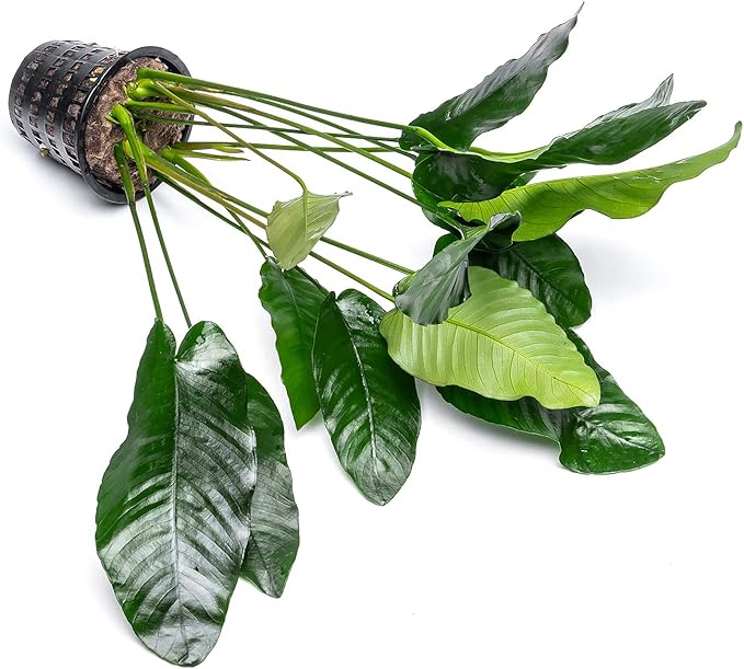 Anubias Live Aquarium Plants - Potted Freshwater Plant for Fish Tanks, Terrariums - Beginner Friendly Low Light (Barteri, Mother Plant)