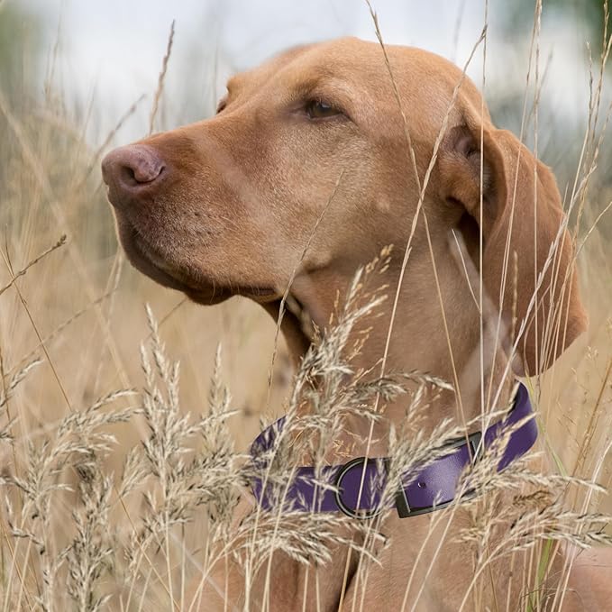 Dogline Biothane Waterproof Dog Collar Strong Coated Nylon Webbing with Black Hardware Odor- Proof for Easy Care Easy to Clean High Performance Fits Small Medium or Large Dogs, Violet Purple
