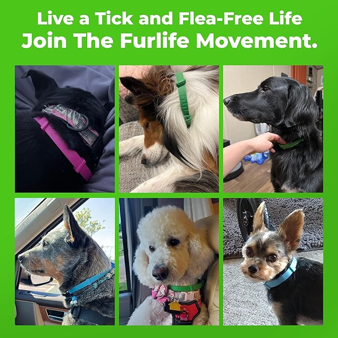 FurLife Flea and Tick Collar for Dogs – Waterproof Green Dog Collar, Pet Supplies for Tick and Flea Prevention for Dogs, Safe for All Breeds