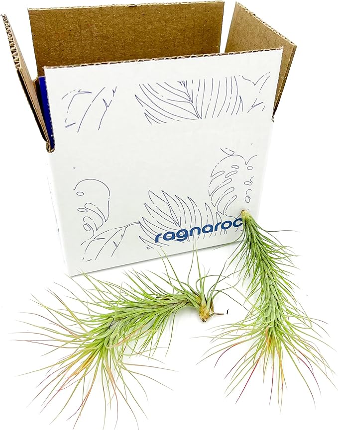 Air Plants - Tillandsia Funckiana, Large 5" - 2ct - Live Arrival Guaranteed - House Plants for Home Decor & Gift