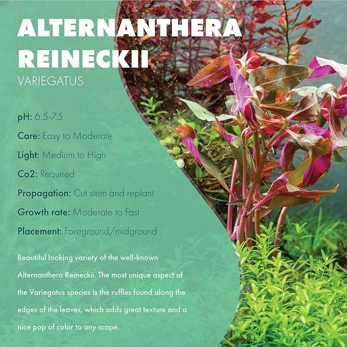 Live Aquarium Stem Plants - Freshwater Aquatic Plant for Fish Tanks, Aquascaping - (Alternanthera Reineckii Variegatus, 1 Bunch)