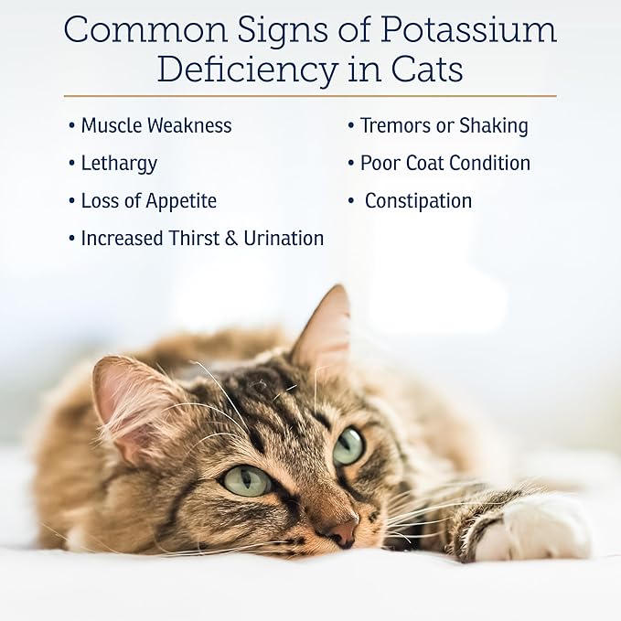 Rx Vitamins Amino B+K - Cat Vitamin B & Potassium Supplement for Cats - with Amino Acids Taurine & Lysine - Aids in Cat Kidney Support & Immune Support for Cats - Liver & Bacon 4oz