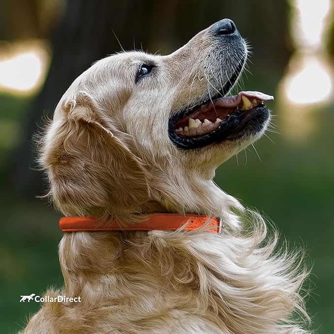 CollarDirect Rolled Leather Dog Collar, Soft Padded Round Puppy Collar, Handmade Genuine Leather Collar Dog Small Large Cat Collars 13 Colors (6 Inch, Orange Textured)
