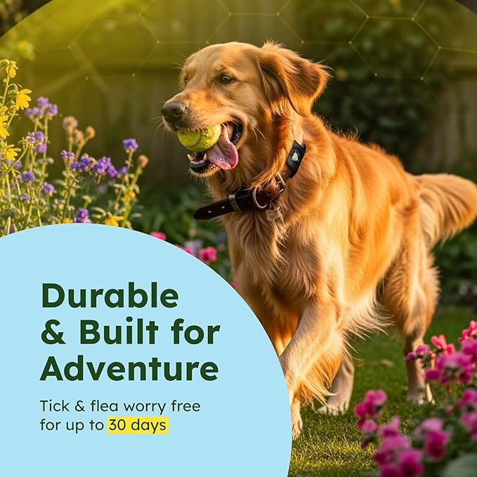 BugMD Paw Guardian Flea and Tick Prevention Pendant for Dogs with AirTag Holder | Plant-Powered Flea & Tick Control for Dog Collars Harnesses | Dog Tag with Air Tag Holder - Black