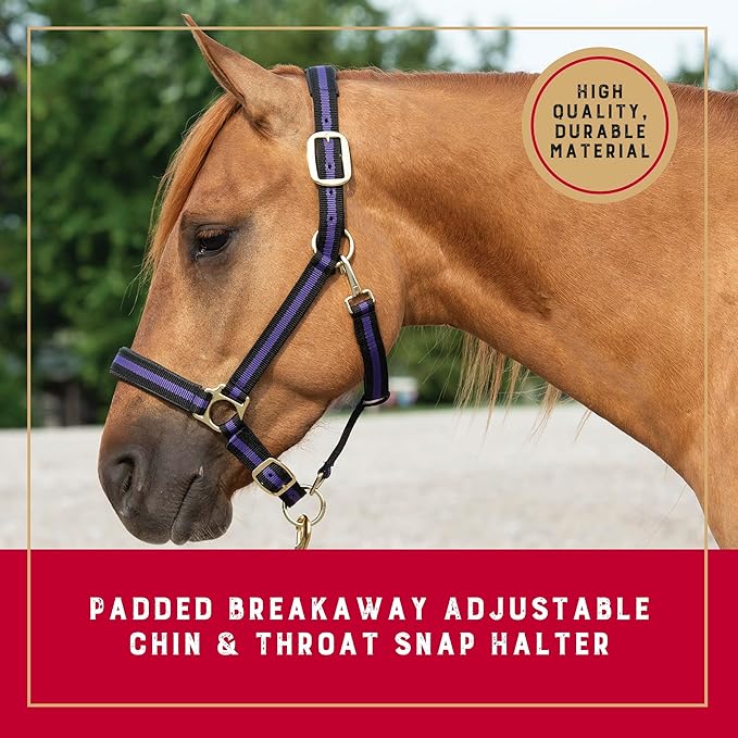 Weaver Equine Breakaway Horse Halter, Comfort Foam Padding, Adjustable Chin & Throat Snap Halters for Horses, Equine Tack,Average Size, Purple