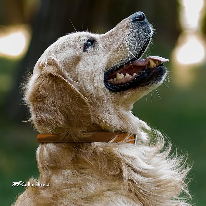 CollarDirect Rolled Leather Dog Collar, Soft Padded Round Puppy Collar, Handmade Genuine Leather Collar Dog Small Large Cat Collars 13 Colors (8-11 Inch, Cinnamon Textured)