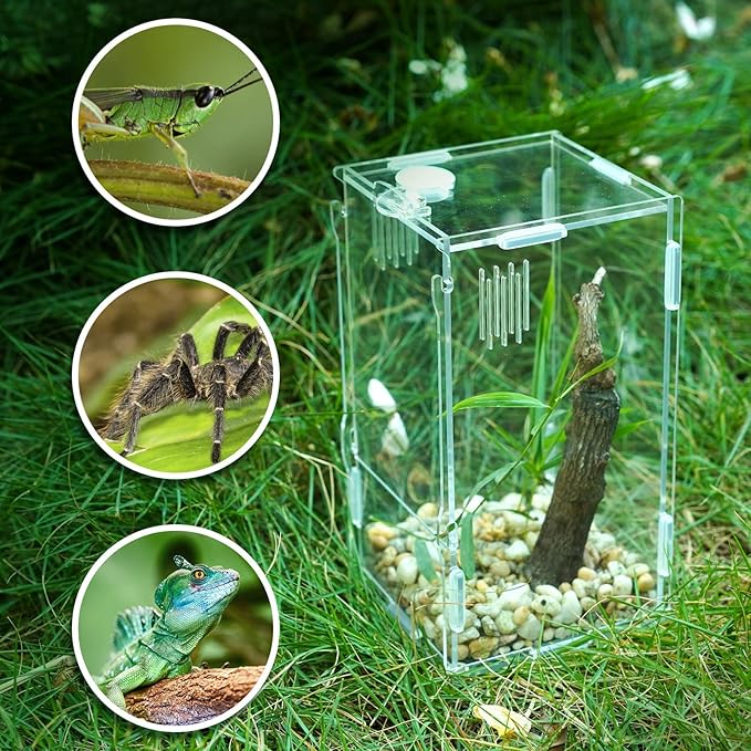 BETAZOOER Acrylic Mini Reptile Tank Habitat Transparent Terrariums with Locking Latch Suitable for Tarantula Isopod Roach Invertebrates (8''x6''x14'')