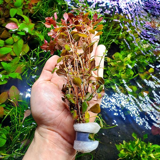 Live Aquarium Red Stem Plants - Freshwater Aquatic Plant for Fish Tanks, Aquascaping - (Ludwigia Natans Super, 1 Bunch)