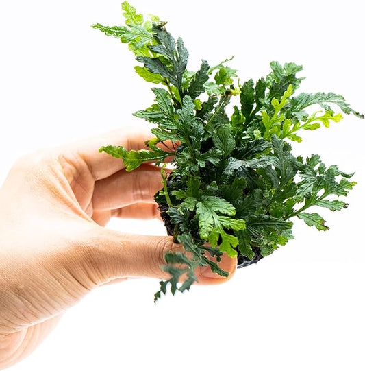 Java Fern Live Aquarium Plants – Windelov, Narrow Leaf & More– Easy Aquascaping Plants for Freshwater Tanks, Low Light, No CO₂ (Bolbitis Difformis 'Mini' on Nutripad)