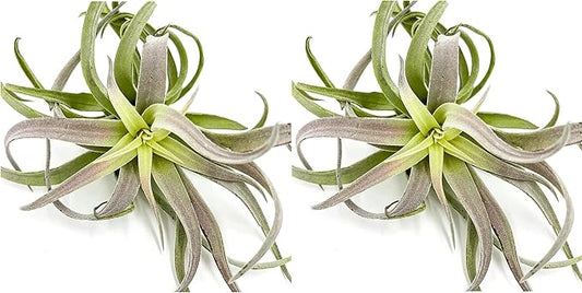 Air Plants - Tillandsia Cacticola, Jumbo 6-9" - 2ct - Live Arrival Guaranteed - House Plants for Home Decor & Gift
