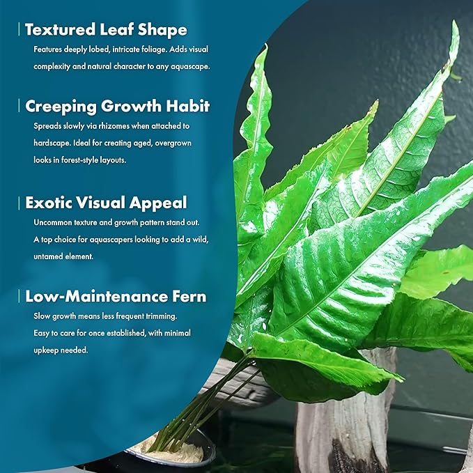 Live Plants - El Niño Fern (Bolbitis heteroclita) - Midground to Background Epiphytic Rhizome for Low to Medium Light Aquascapes - Dark Green, Slow-Growing Accent - Pot