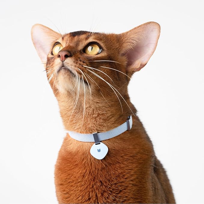 Safety Cat Collar and ID Tag Set - Elastic Quick Release, Non Breakaway Cat Collar Personalized Anodized Aluminum Pet Name Tag, Lightweight for Kitten and Small Large Cats