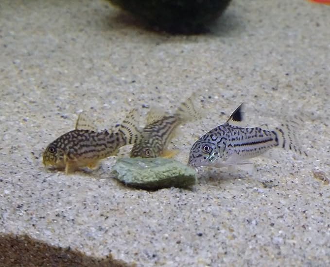 Aquatic Foods Inc. Wafers 3.5mm - 1/8" Intense Color Enhancing Sinking Micro Wafers for All Tropical Fish, Cichlids, Catfish, Plecos, All Bottom Fish, Shrimp, Snails, Crabs, …11oz Small Jar