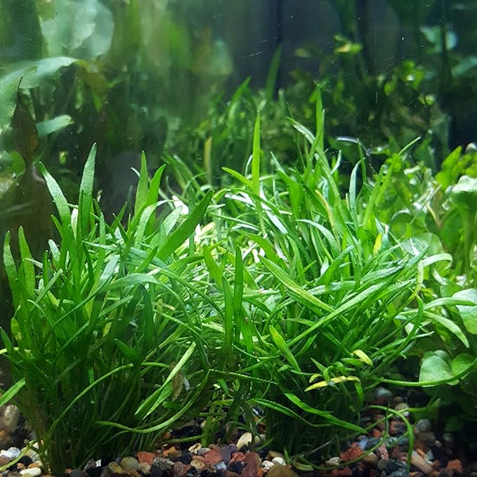 30+ Stems Package Starter Beginner Set Live Aquarium Plants Java Moss, Micro Sword, Rosette Amazon Sword, Anubias, Java Fern and More by Mainam