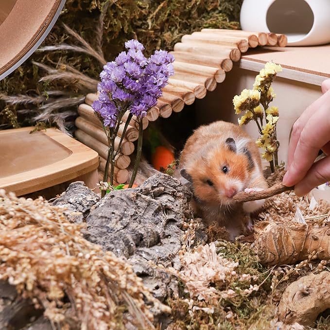 Niteangel Hamster Snack & Treats Toy - Small Animal Natural Treat for Dwarf Syrian Robo Hamsters Gerbils Mice Lemmings Degus or Other Small-Sized Pets