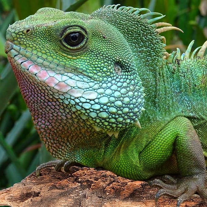 Amosfun 4pcs Reptile Bark Cork Wood Bark Decor Cork Flat Bedding for Bearded Dragon Lizard Geckos Tortoise, Random Size 3.2 to 5.5Inch