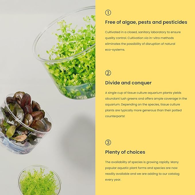 Ultum Nature Systems Mini Alternanthera Reineckii Red Stem Tissue Culture Live Plant for Aquarium, Aquascape, Freshwater Fish Tanks - 100% Snail Free in Vitro