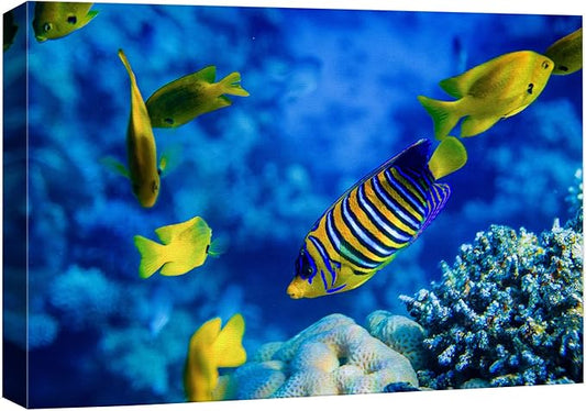 wall26 Canvas Print Wall Art Striped Yellow Tropical Fish Coral Reef Sea Nature Animals Photography Realism Rustic Scenic Landscape Wilderness Colorful for Living Room, Bedroom, Office - 24"x36"
