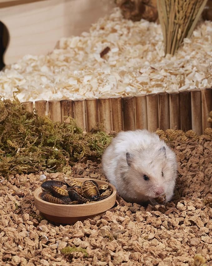 Niteangel Small Animal Snack & Treats - Small Critter Natural Treat for Dwarf Syrian Hamsters Gerbils Mice Sugar Glider Hedgehogs Chickens Birds (Freeze-Dried Dubia)