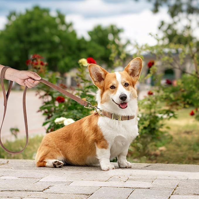 Didog Soft PU Leather Dog Collar, Stylish Quick Released Dog Collars for Medium Dogs, Easy Clean Adjustable Pet Collar for Daily Walking, Brown, M Fit 13-21" Neck