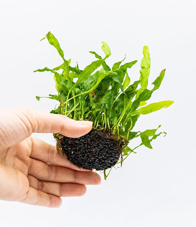 Java Fern Live Aquarium Plants – Windelov, Narrow Leaf & More– Easy Aquascaping Plants for Freshwater Tanks, Low Light, No CO₂ (Java Fern 'Microsorum Nymph' on Nutripad)