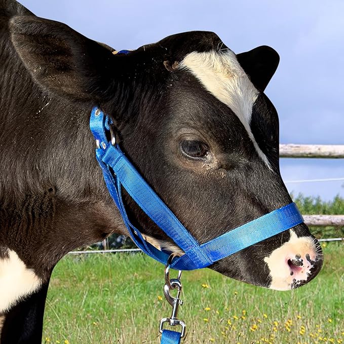 XUANNIAO Easily Adjustable Figure 8 Cow Halter, Double-Ply Premium Livestock Cattle Halters, Colorful Cow Utility Calf Halter with Leading Rope for Miniature Horse Donkey Goat Foal (Small, Black)