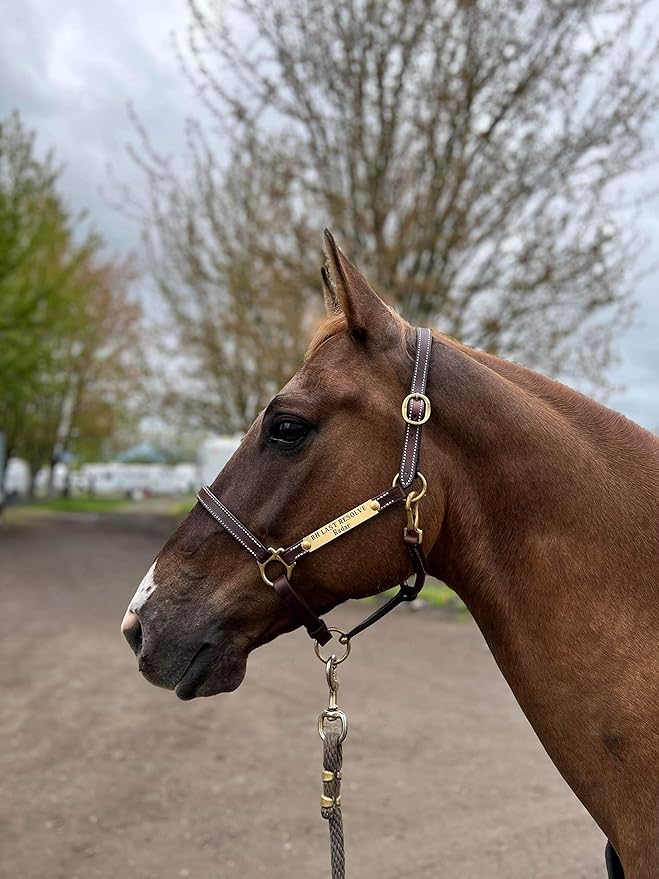 Leaders 3/4" Leather Halter for Horses with Customized Engraved Name Plate Brown Leather with Solid Brass Hardware
