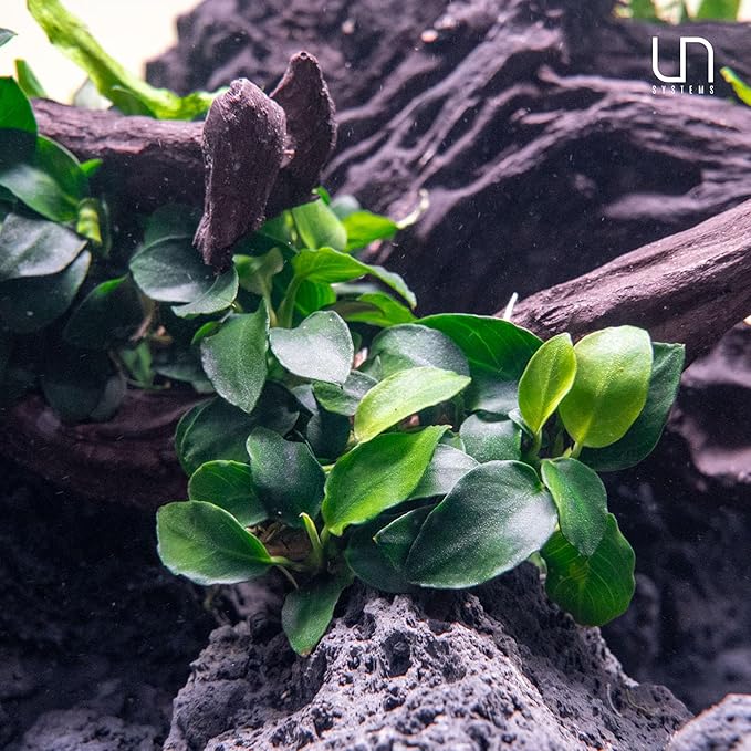 Ultum Nature Systems Anubias Nana Petite Tissue Culture Live Plant for Aquarium, Freshwater Fish Tank, Aquascaping - 100% Snail Free in Vitro
