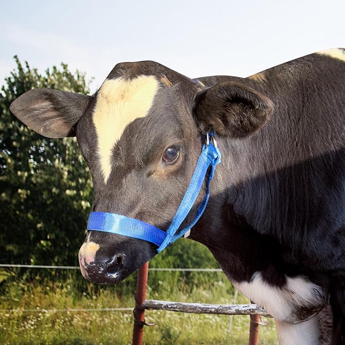 XUANNIAO Easily Adjustable Figure 8 Cow Halter, Double-Ply Premium Livestock Cattle Halters, Colorful Cow Utility Calf Halter with Leading Rope for Miniature Horse Donkey Goat Foal (Small, Blue)