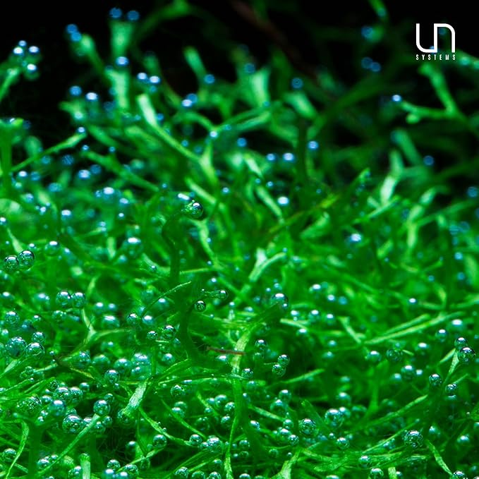 Riccia fluitans in Vitro Tissue Culture Small Cup