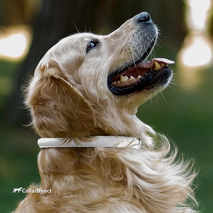 CollarDirect Rolled Leather Dog Collar, Soft Padded Round Puppy Collar, Handmade Genuine Leather Collar Dog Small Large Cat Collars 13 Colors (15-19 Inch, Beige Textured)