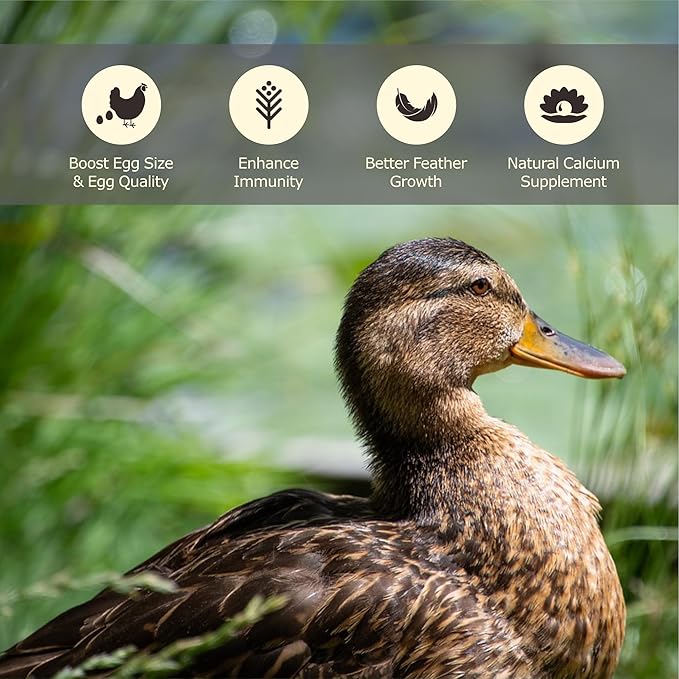 10LB Dried Black Soldier Fly Larvae, More Calcium Than Dried Mealworms, High Protein Chicken Feed, Poultry Treat