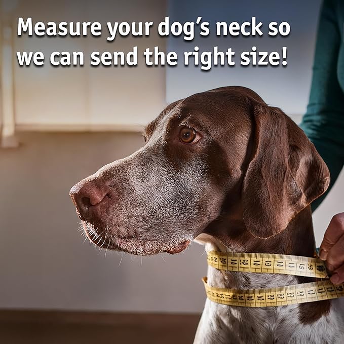 Biothane Custom Dog Collar – Waterproof, Stink-Proof Personalized Collar with Name & Phone Number – Durable, Many Sizes and Colors – Assembled in USA (Royal Blue)