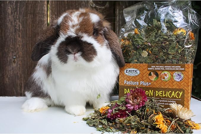 Pasture Plus+ Dandelion Delicacy - Healthy Natural High-Fiber Dried Flower Treat - Squirrels, Guinea Pigs, Rabbits, Chinchillas, Prairie Dogs, Degus, Hamsters, Gerbils & Other Small Pets