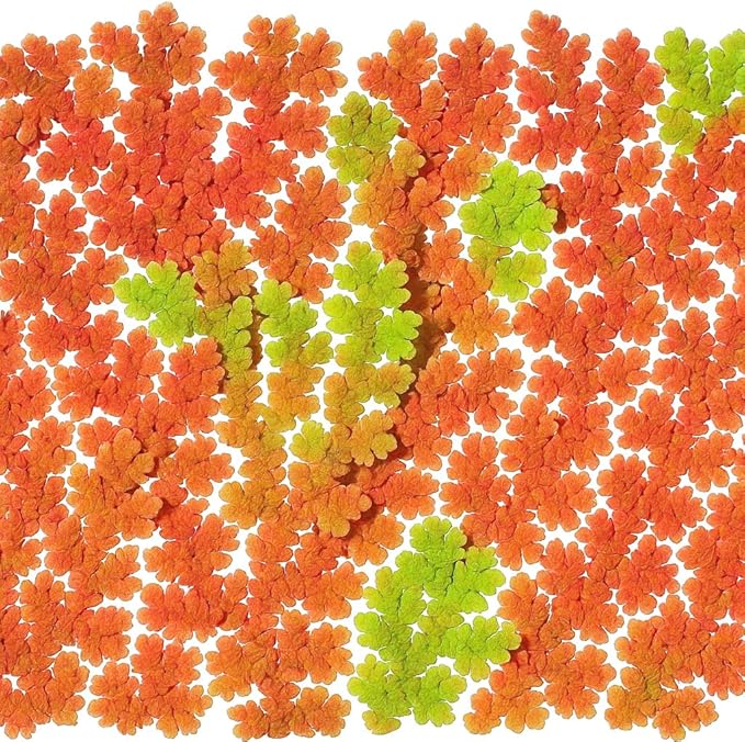 Azolla caroliniana 20 + Plants Live Floating Pond Plant Mosquito Fern Water Velvet Fairy Moss Aquarium Outdoor Ponds Fast Growth Outcompetes Algae Fish Food filiculoides