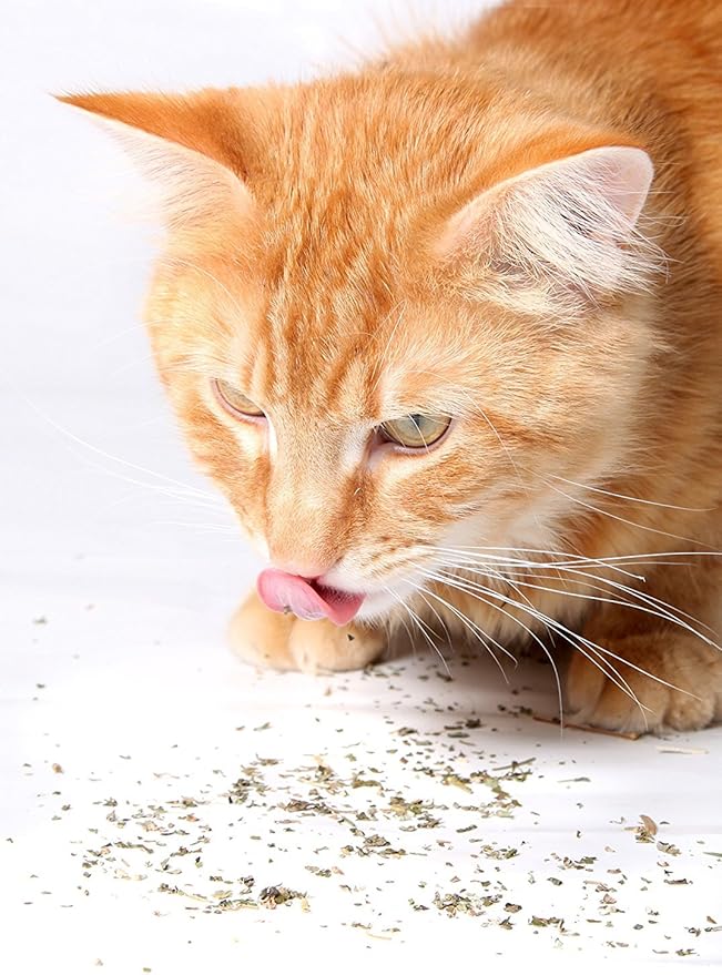Purple Haze Catnip, Premium Blend Safe for Cats, Infused with Maximum Potency Your Kitty is Sure to Go Crazy for (1 Cup)