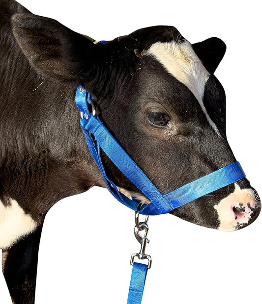 XUANNIAO Easily Adjustable Figure 8 Cow Halter, Double-Ply Premium Livestock Cattle Halters, Colorful Cow Utility Calf Halter with Leading Rope for Miniature Horse Donkey Goat Foal (Medium, Blue)
