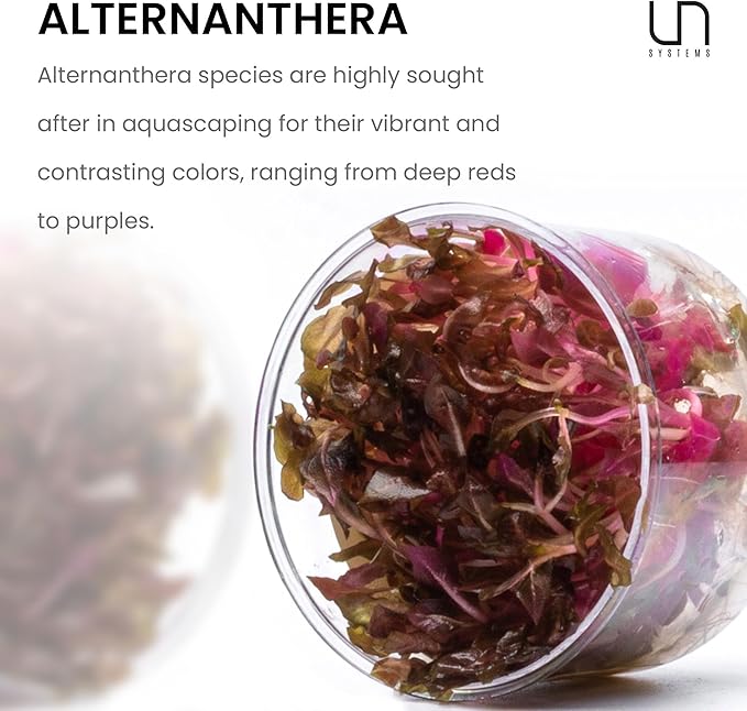 Ultum Nature Systems Alternanthera Reineckii Rosaefolia Red Stem Tissue Culture Live Plant for Aquarium, Aquascape, Freshwater Fish Tanks - 100% Snail Free in Vitro