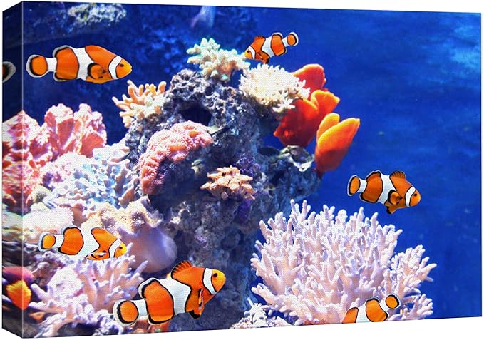 wall26 Canvas Print Wall Art Clownfish Underwater Tropical Coral Reef Nature Animals Photography Realism Rustic Scenic Landscape Wilderness Earth Colorful for Living Room, Bedroom, Office - 16"x24"