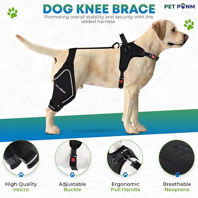 Petpanm- Adjustable Dog Knee Brace- Right Hind Leg with Integreted Harness- Premium Support for Torn ACL, Sprains & Strains Recovery, Enhances Mobility, Comfortable Neoprene. (XSmall)