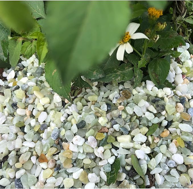 3lb Jade Bean Pebbles,1/4 Inch Cactus Bonsai DIY Rocks, Natural Succulent Rock and River Rocks Decorative for Aquariums, Vases, Terrarium, Outdoor Gardening, Top Dressing for Potted Plants