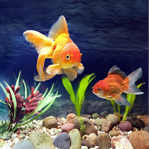 Natural Unpolished Bulk Pebbles 20lbs, 2-3 Inch White River Rocks, Hand-Picked Premium Stones for Landscaping and Garden Design Fish Tank, Flower Pots, Pathways and Backyard