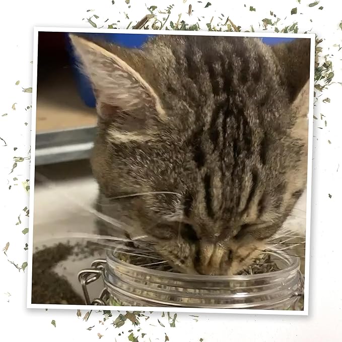 Meowijuana Catnibas Catnip Pawty Mix with Lemongrass Jar | Value Bulk Jar | Premium High Potency Catnip | Premium Hand Harvested North American Catnip | 60g