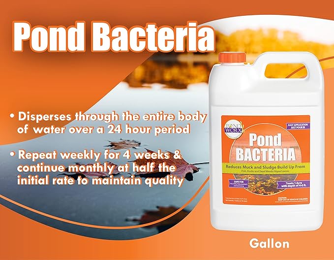 Pondworx Pond Bacteria - Formulated for Water Features and Safe for Koi (4 Gallon Value Pack)