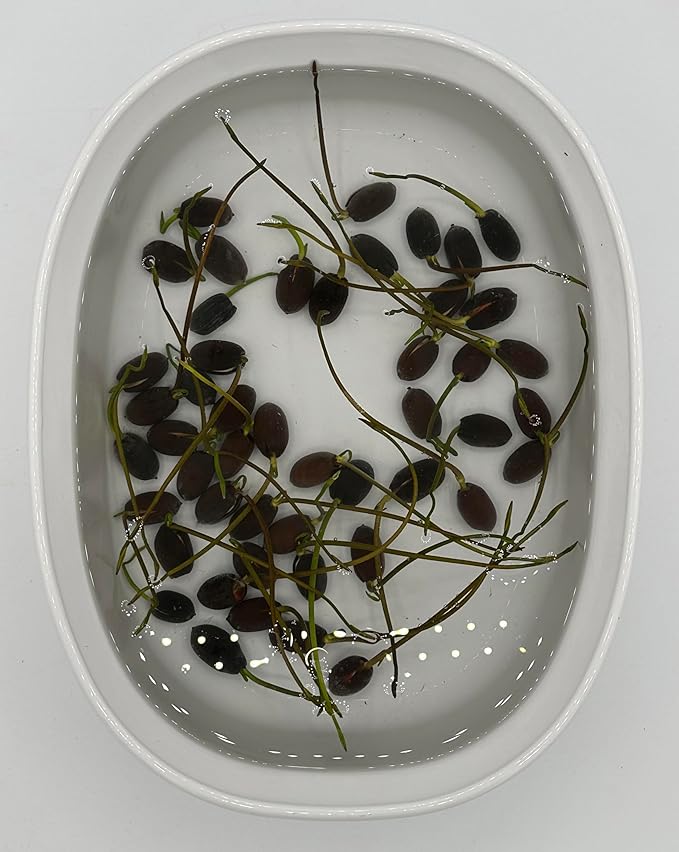 10 Sacred Lotus Seeds for Planting in Water Mixed Flower Color Pink Red White Yellow Multicolor Aquatic Nelumbo nucifera Bonsai Bowl Lotus Seed Ponds Water Feature Gardens Water Lily (10, Lotus Seed)