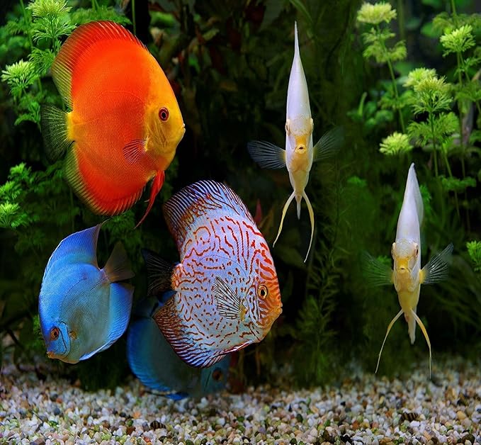 Aquatic Foods Inc. 12-Type Ultra Mix of 1mm, 2mm, 3mm Floating & Sinking California Blackworm and Intense Coloring Pellets for All Tropical Fish & Pond Fish…10oz Jar